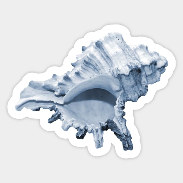 Grand blue conch seashell Sticker by hamptonstyle